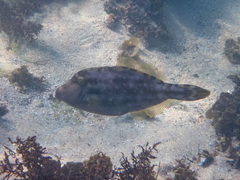 Meuschenia trachylepis