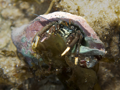 Clibanarius virescens