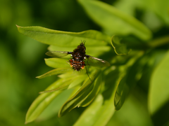Bombylella elegans