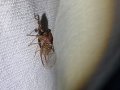 Birrima varians