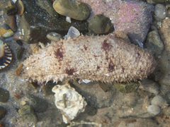 Holothuria pardalis