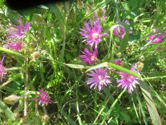 Drosanthemum hispidum