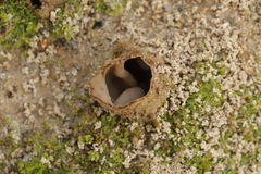 Geopora arenicola