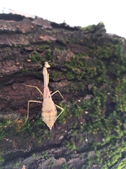 Stagmomantis carolina