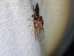 Birrima varians