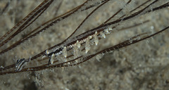 Eubranchus