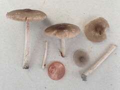 Pluteus diettrichii