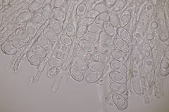 Geopora arenicola