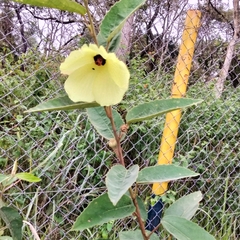 Decaschistia crotonifolia