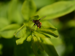 Bombylella elegans