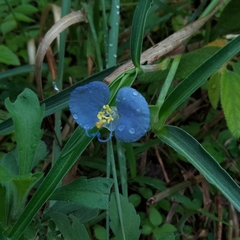 Commelina erecta