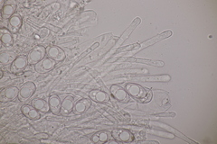 Geopora arenicola