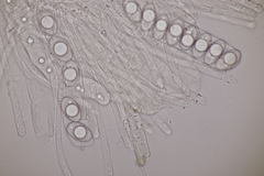 Geopora arenicola