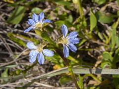 Scaevola calendulacea