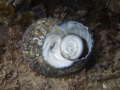 Lunella torquata