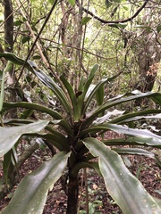 Dracaena aletriformis