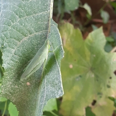 Atractomorpha sinensis