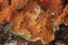 Leucogyrophana mollusca