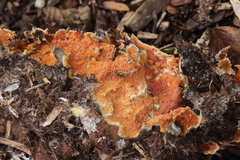 Leucogyrophana mollusca