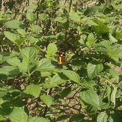 Telenassa berenice