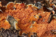 Leucogyrophana mollusca