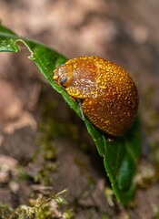 Paropsis variolosa