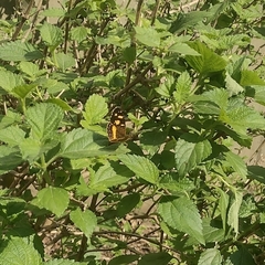 Telenassa berenice