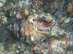 Monoplex parthenopeus