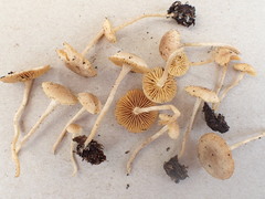 Tubaria dispersa
