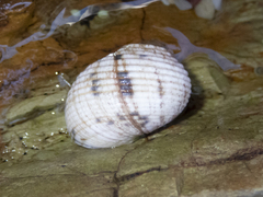 Nerita plicata