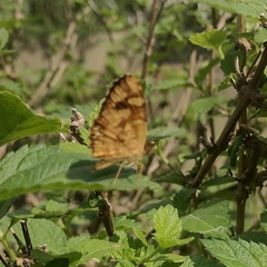 Telenassa berenice