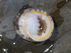 Nerita plicata