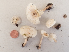 Leucocybe candicans