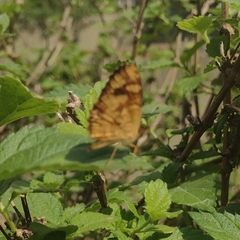 Telenassa berenice