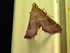 Persicoptera aglaopa