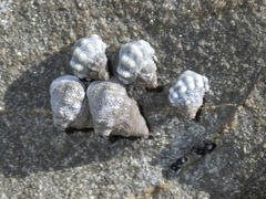 Nodilittorina pyramidalis