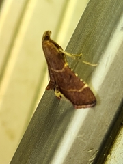 Persicoptera aglaopa