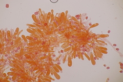 Leucogyrophana mollusca