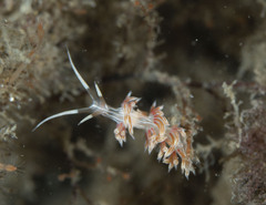 Cratena lineata