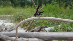 Polistes erythrocephalus