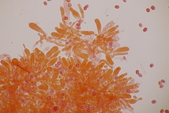 Leucogyrophana mollusca
