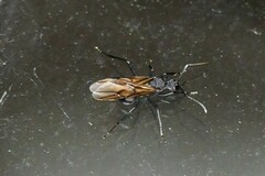 Polyrhachis armata