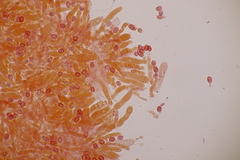 Leucogyrophana mollusca