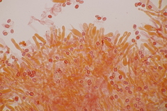 Leucogyrophana mollusca