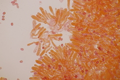 Leucogyrophana mollusca