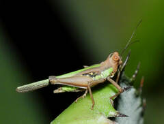 Scaria