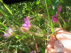Drosanthemum hispidum