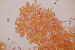 Leucogyrophana mollusca