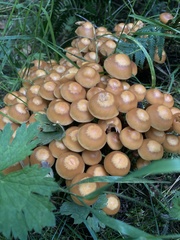 Kuehneromyces