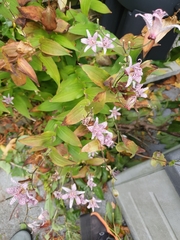 Tricyrtis hirta